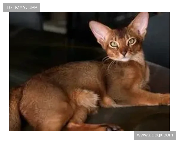 巴舒亚伊发帖寻健康猫为其重伤爱猫紧急献血引发网络热议事件